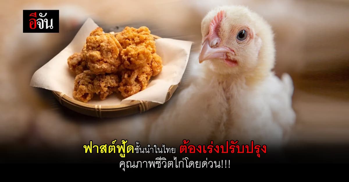 องค์กรพิทักษ์สัตว์แห่งโลก เรียกร้อง เร่งปรับปรุงคุณภาพชีวิตไก่!