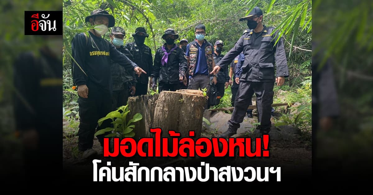 มอดไม้! ลอบตัดต้นสักกลางป่าสงวนแห่งชาติ ยึดไม้สักแปรรูป 25 แผ่น