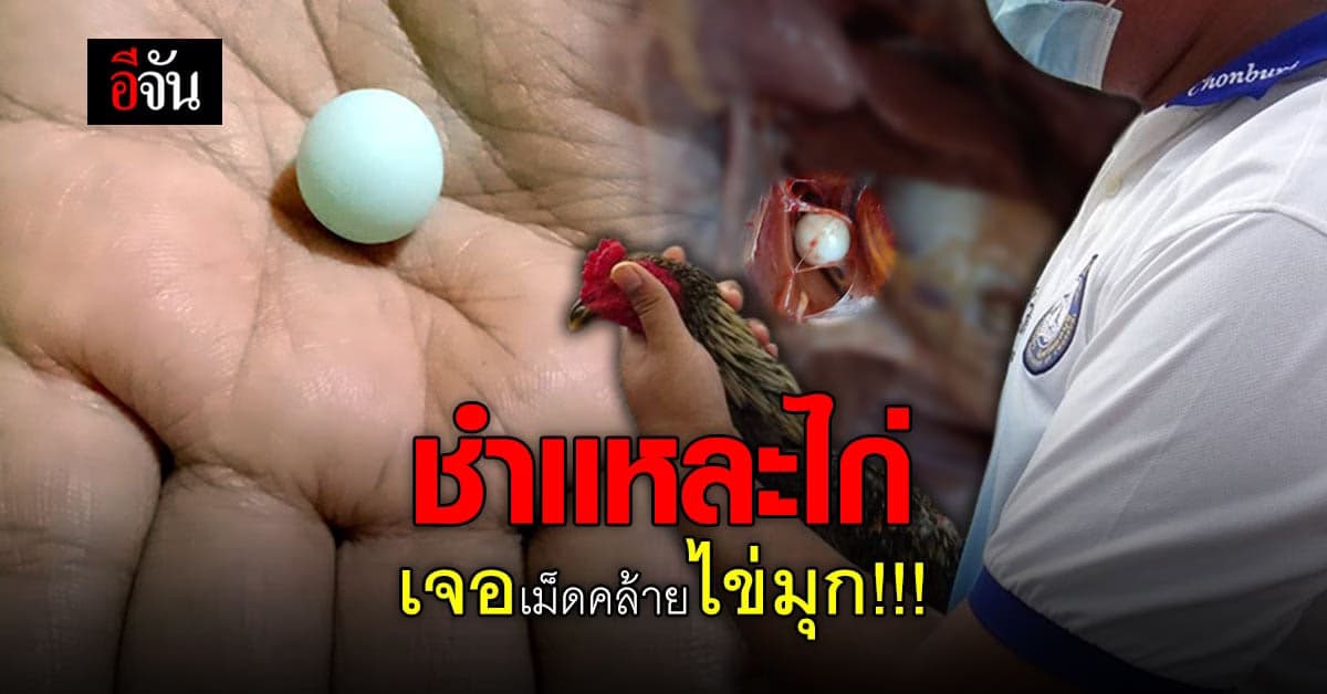 หนุ่มใหญ่มีหวัง ชำเเหละไก่เตรียมขาย เจอเม็ดมรกต คล้ายไข่มุก