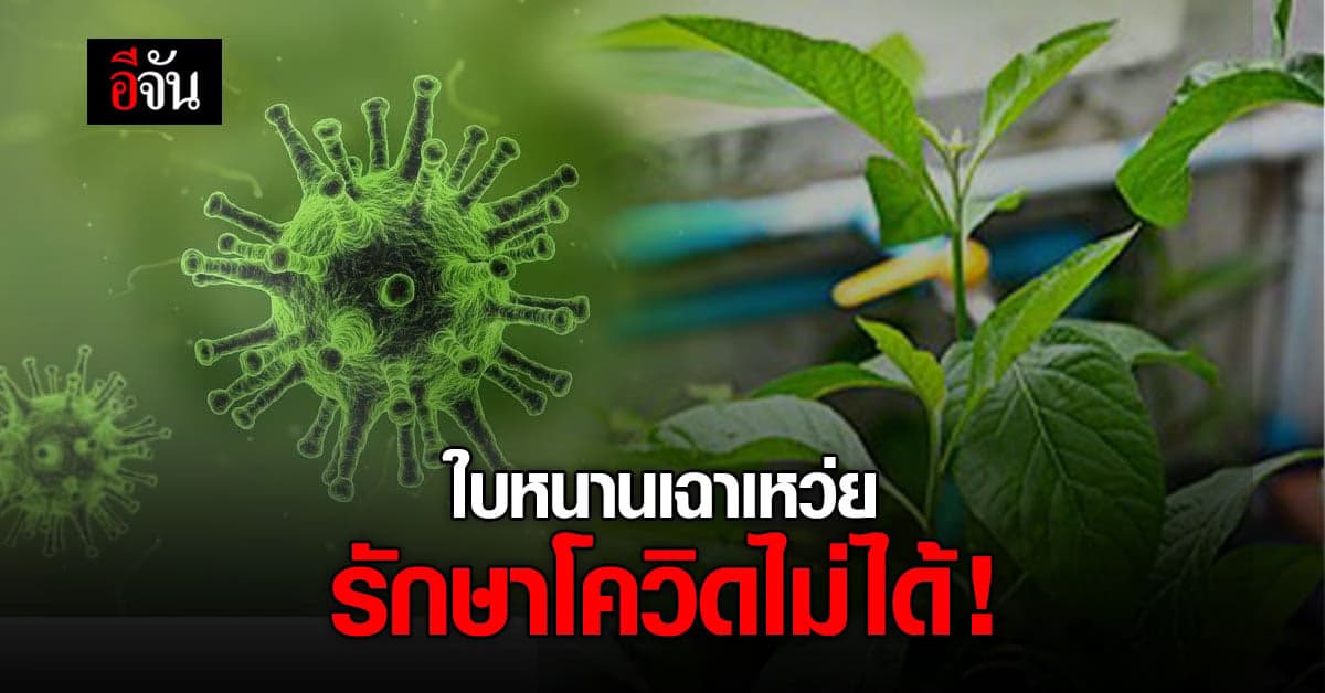 ข่าวปลอม! “โซเชียลบอก ใบหนานเฉาเหว่ย รักษาโควิดได้”