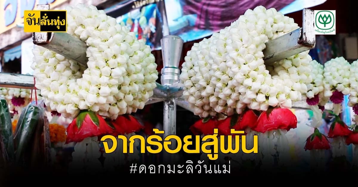 แม่ค้าโอดต้นทุน ดอกมะลิ วันแม่ พุ่งจากหลักร้อยสู่กิโลกรัมละ 1,400 บาท