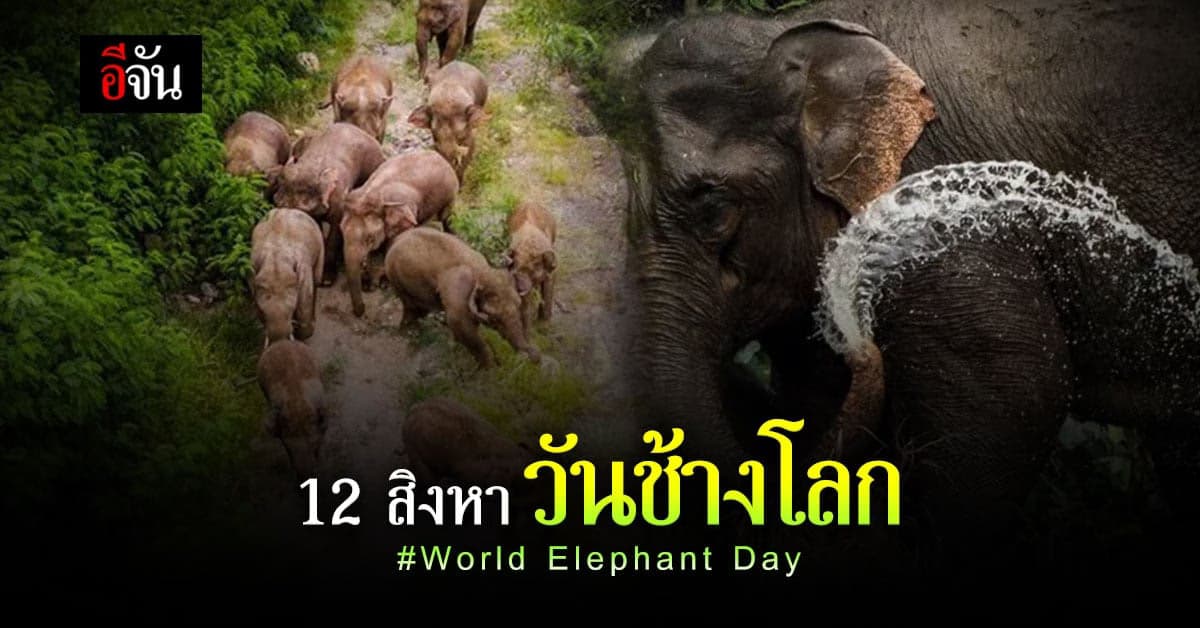 World Elephant Day วันช้างโลก ย้อนดูความน่าเอ็นดู ของเจ้าตัวโตกัน