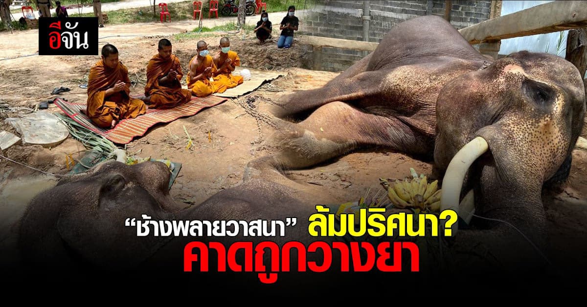 สลด! ช้างพลายวาสนา ล้มคาศูนย์อนุรักษ์ช้าง ช้างทองคำ มหาสารคาม