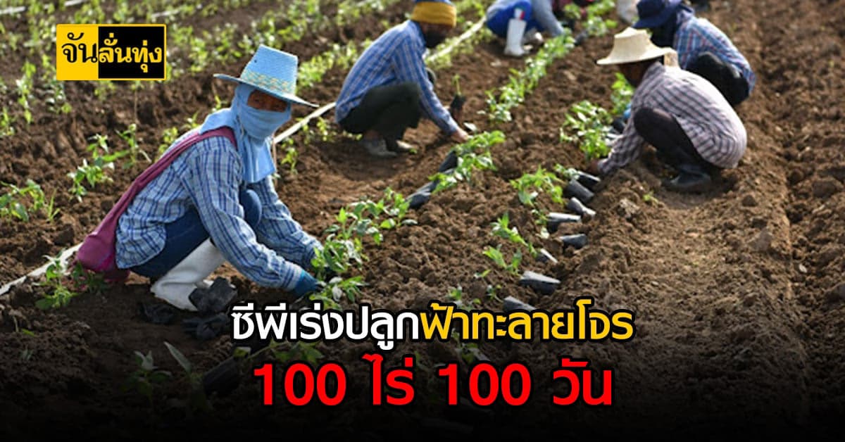 ซีพี ผุดโครงการ ปันปลูก ฟ้าทะลายโจร 100 ไร่ 100 วัน