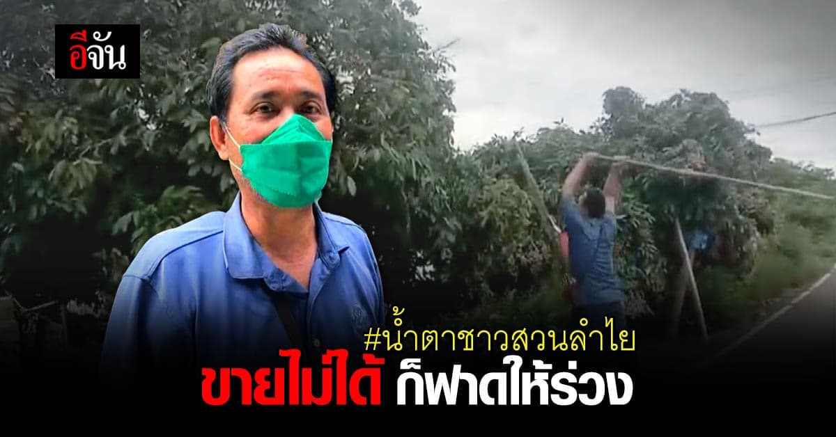 ชาวสวนลำไยเชียงใหม่ ฟาดลำไยร่วง ประชดราคาตกต่ำ