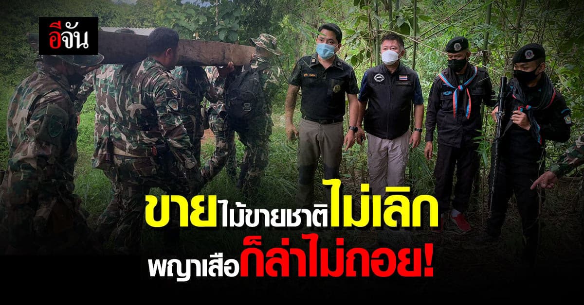 พญาเสือ ลุยค้นบ้านขบวนการค้าไม้ข้ามชาติ มอดไม้ยังล่องหน!