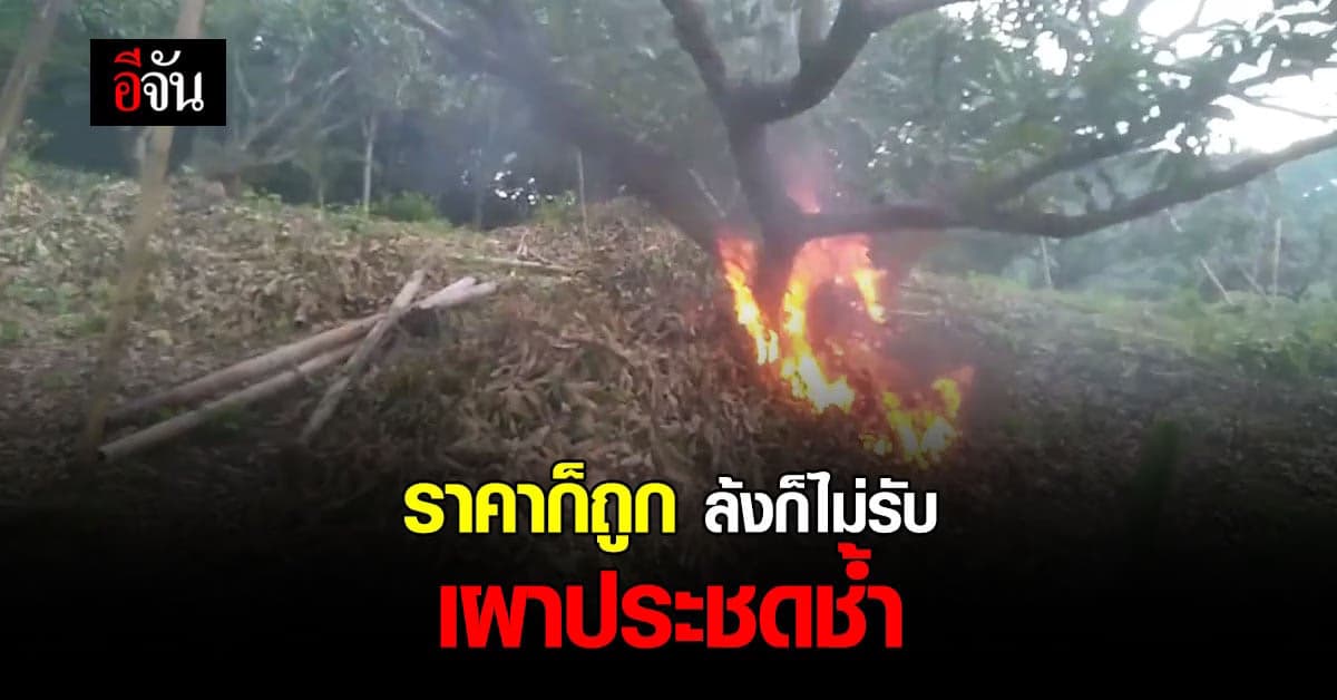 ชาวสวนลำไยเชียงราย จุดไฟเผาต้นลำไย ประชดราคาถูก
