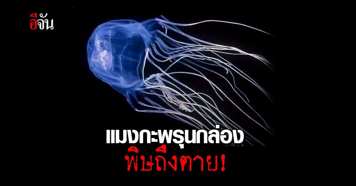 เตือน! แมงกะพรุนกล่อง พิษถึงตาย