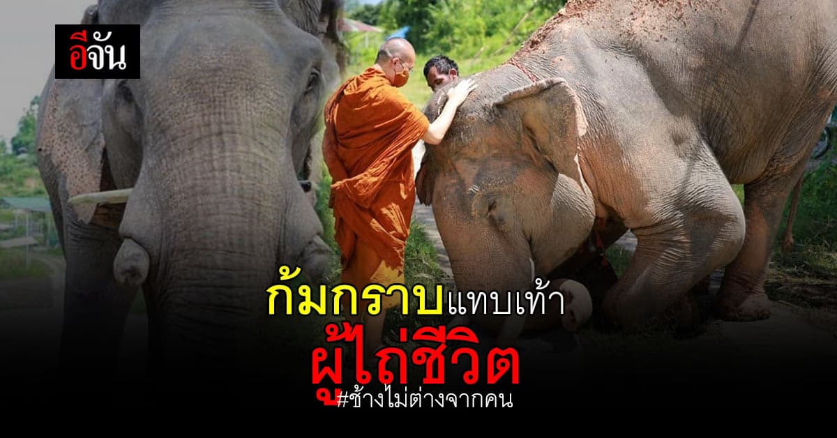 ช้างแสนรู้ ก้มกราบพระครู ผู้ให้ชีวิตใหม่