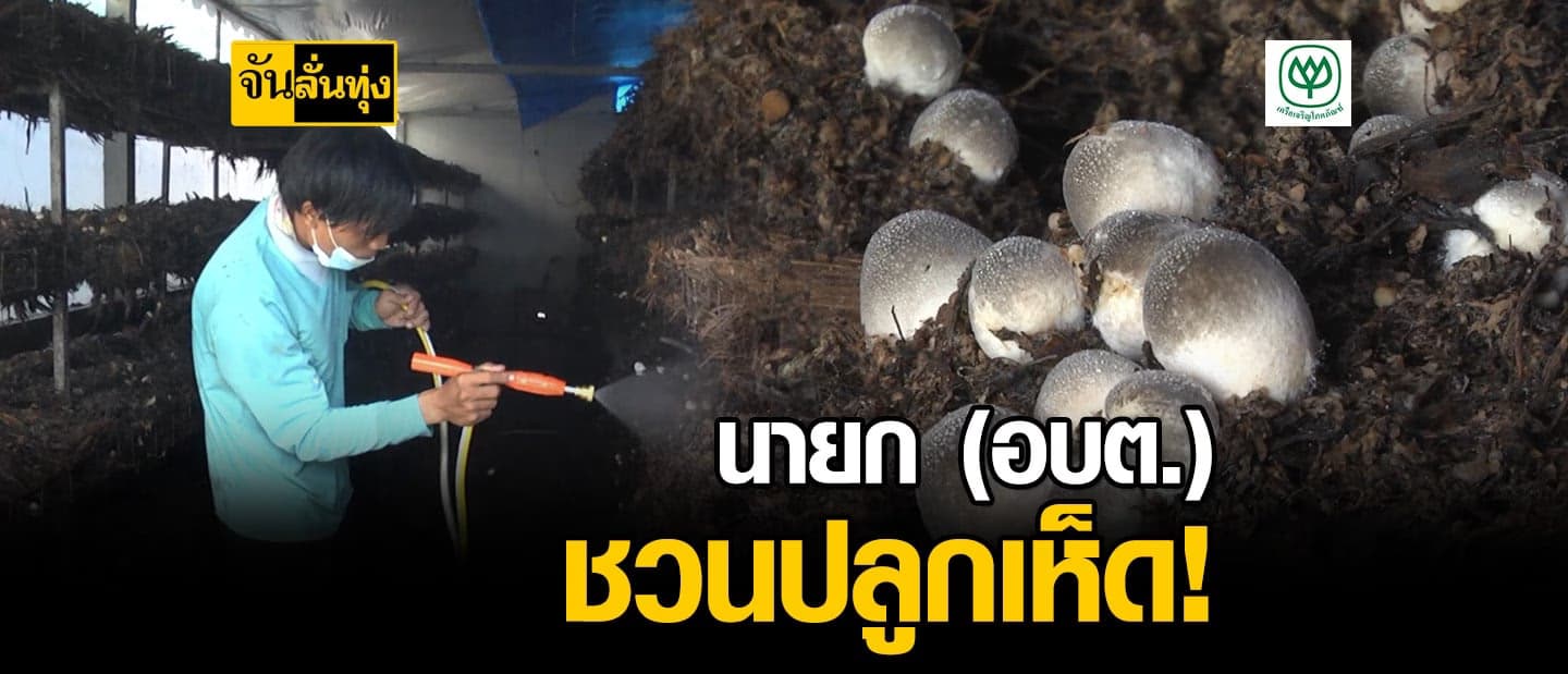 อดีตนายก อบต.เมืองสองแคว ทลายปาล์ม ปลูกเห็ดฟาง สร้างรายได้ดีเวอร์