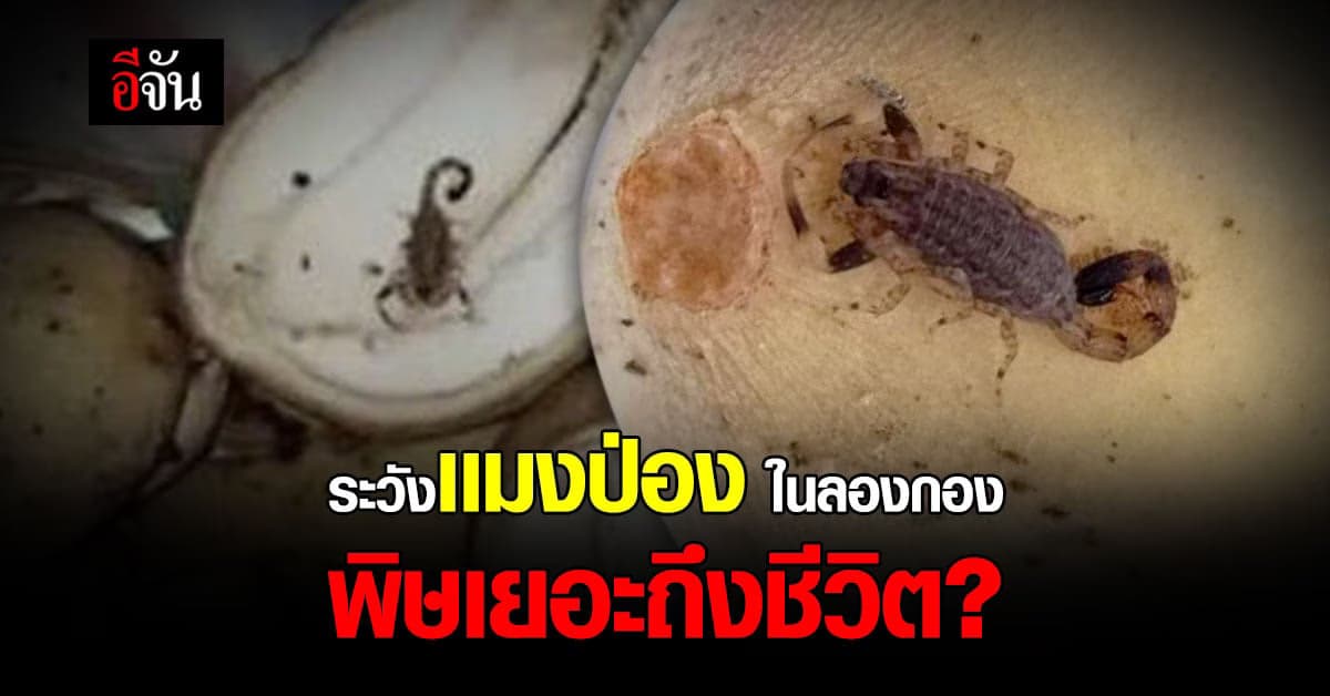 โซเชียลเเห่เตือน เจอเเมงป่องใส ในลองกอง เเนะนำล้างก่อนกิน