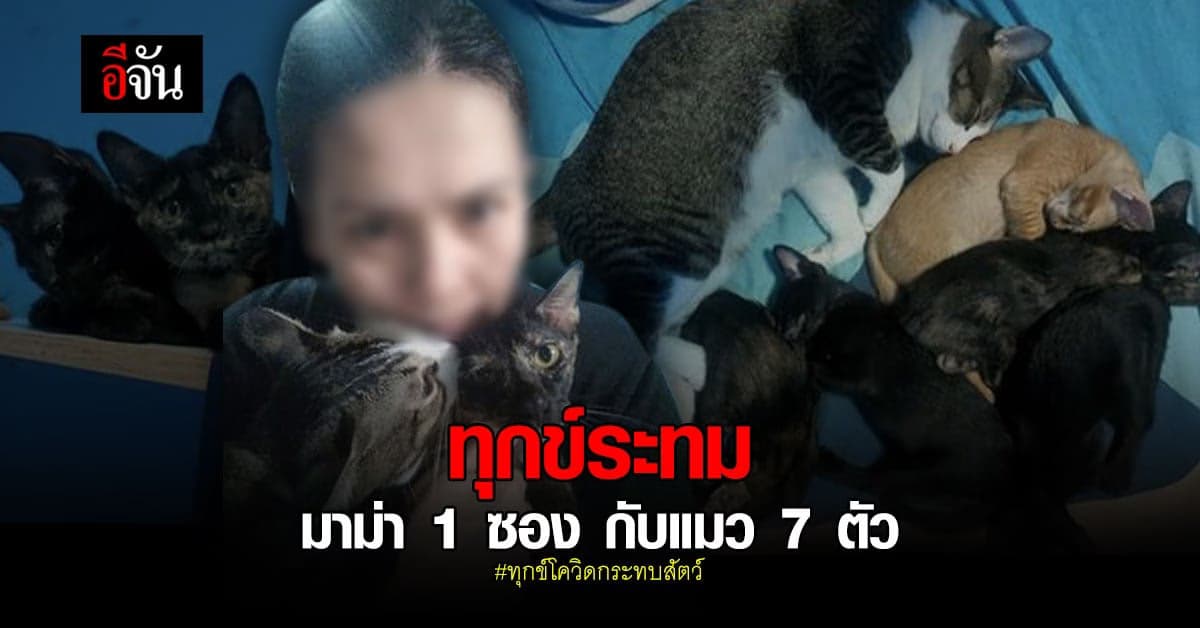 สาวร้องอีจัน โควิดทำทุกข์ เหลือมาม่า 1 ซอง กับแมว 7 ตัว