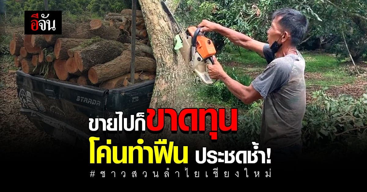 ชาวสวนลำไยช้ำราคาถูก แห่โค่นทิ้งยกสวนขายทำฟืน
