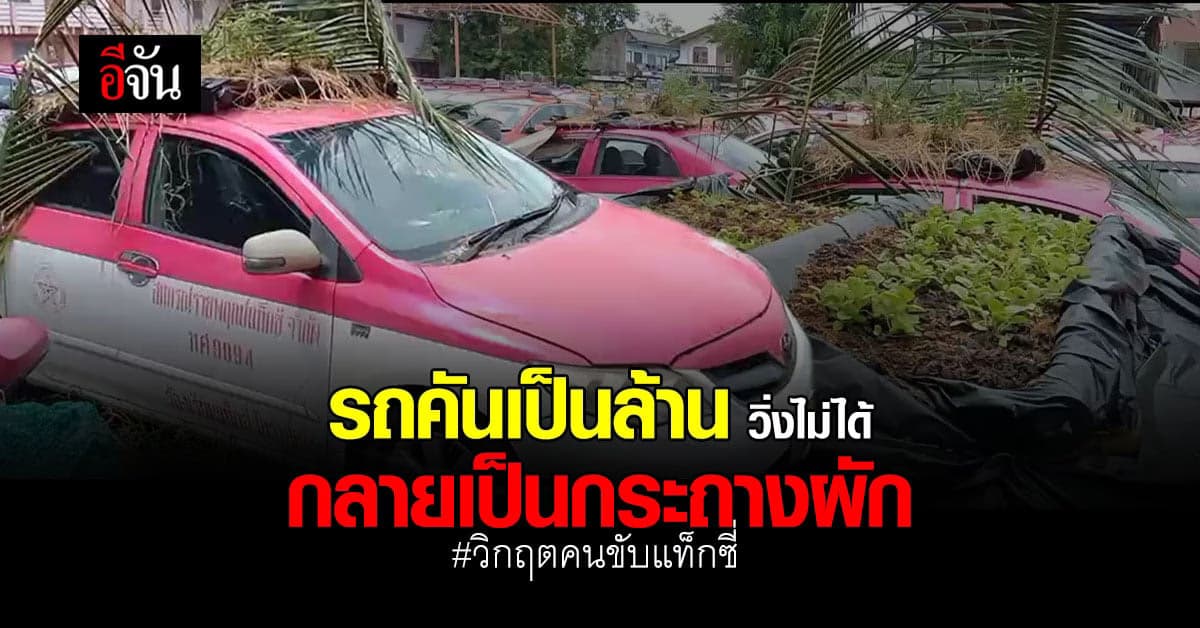 เเท็กซี่ 300 คัน จอดเรียง เป็นกระถางปลูกผัก ช่วงโควิด