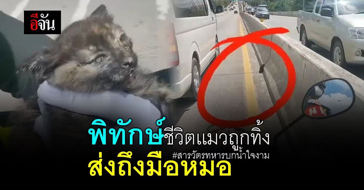 พิทักษ์สันติราช พิทักษ์สัตว์ สารวัตรทหารบก ช่วยเเมวข้างถนน