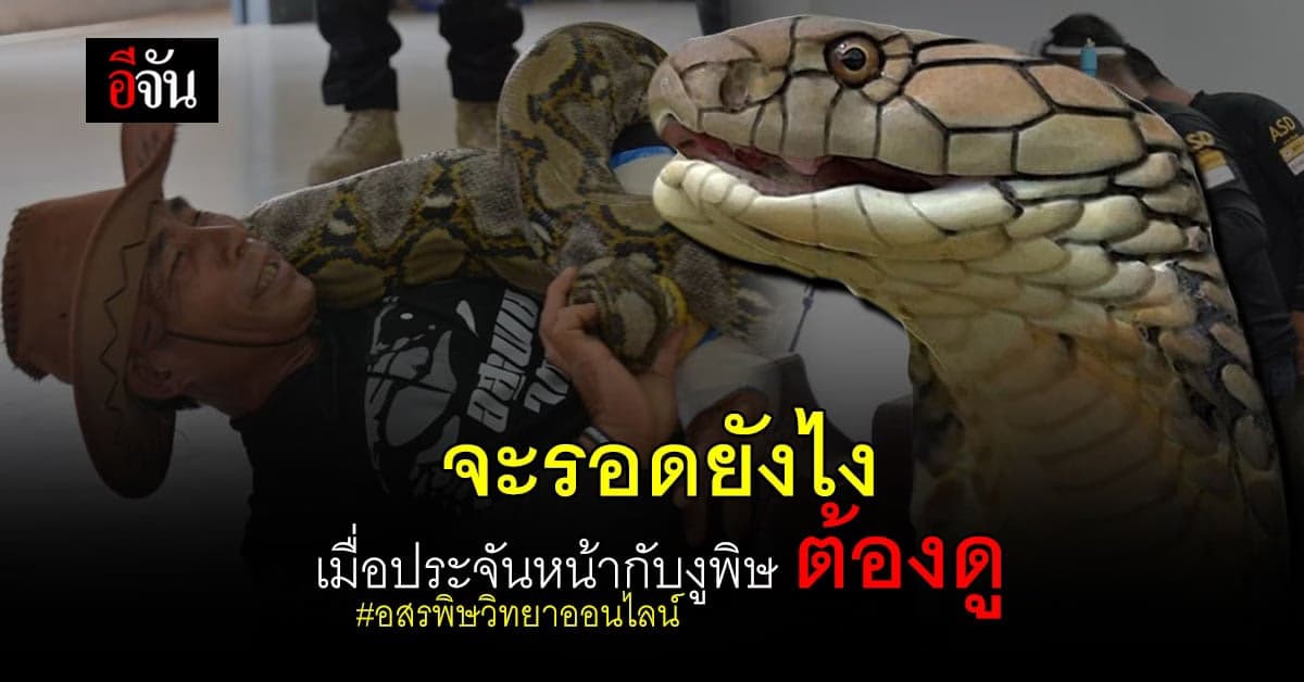 เทคนิครอดตาย จากงูพิษ ที่จันขอบอกว่า ห้ามพลาด