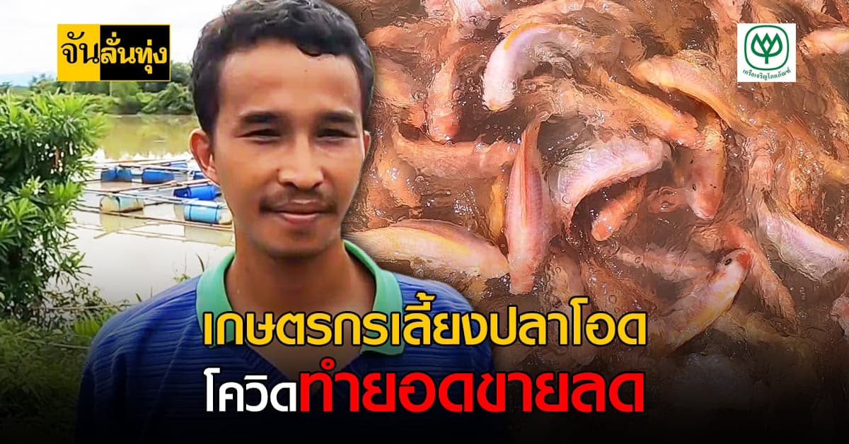 เกษตรกรเลี้ยงปลาทับทิมโอด โควิดทำยอดขายลดลง