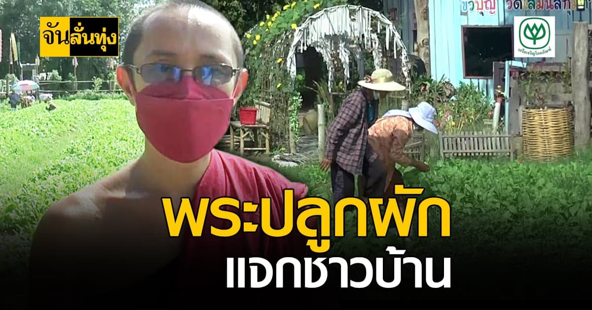 พระวัดโศมนัสตุ้มท่า ปลูกผัก แจกชาวบ้าน