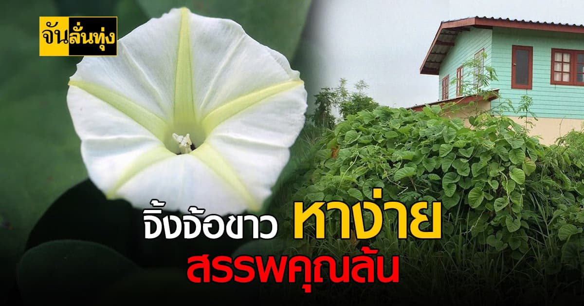 จิ้งจ้อขาว หาง่าย สุมนไพรสรรพคุณเยอะ