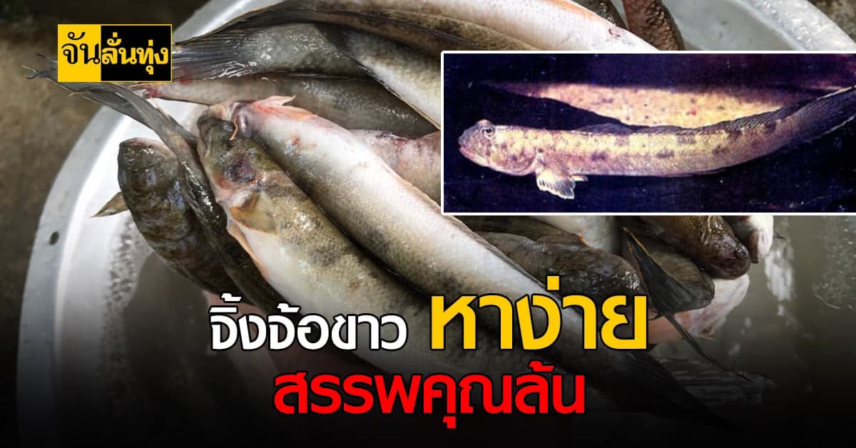 ปลาท่องเที่ยว ปลาท้องถิ่น จ.สงขลา หาง่าย รสชาติอร่อย