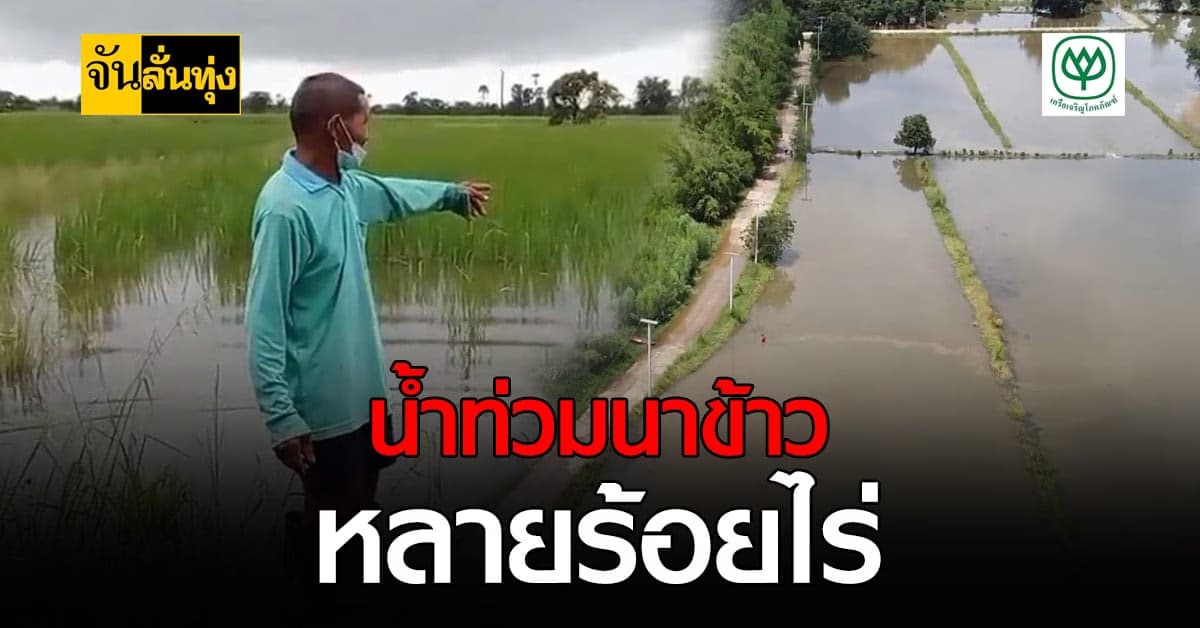 โคราช น้ำท่วมนาข้าวชาวบ้าน หลายร้อยไร่