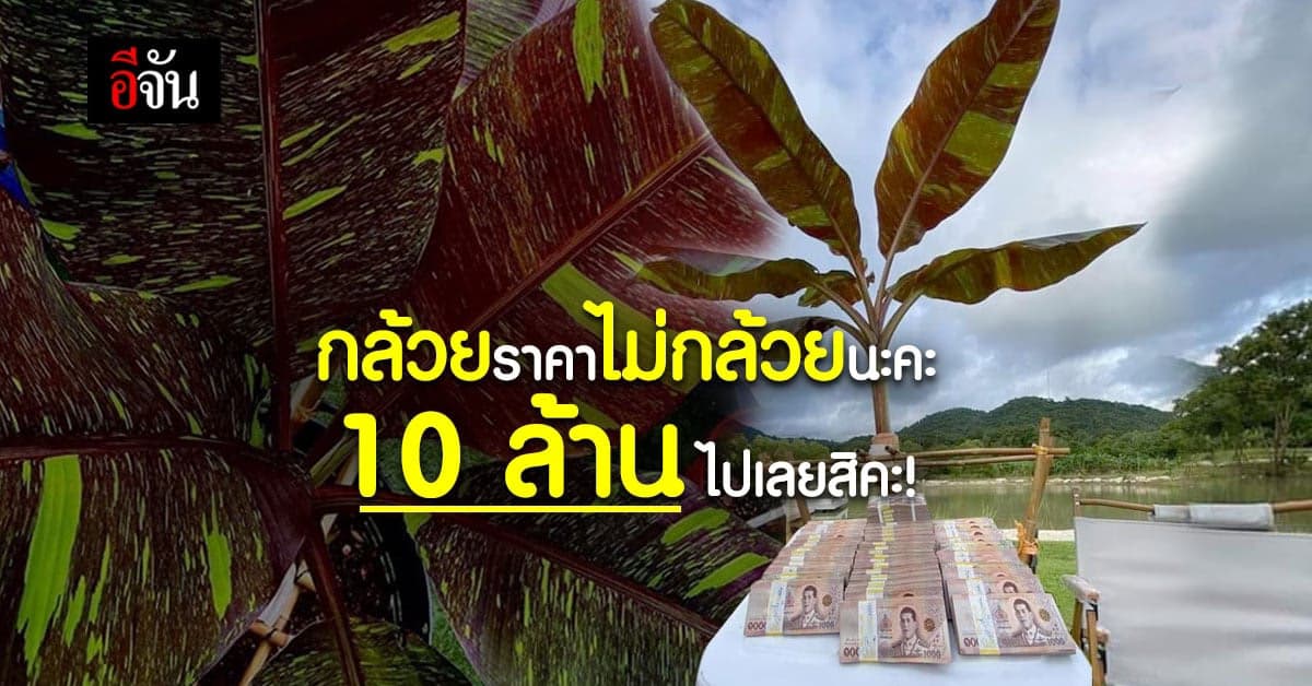จึ้งมาก! หนุ่มควักเงินซื้อ กล้วยแดงอินโด กล้วยด่าง ราคา 10 ล้าน