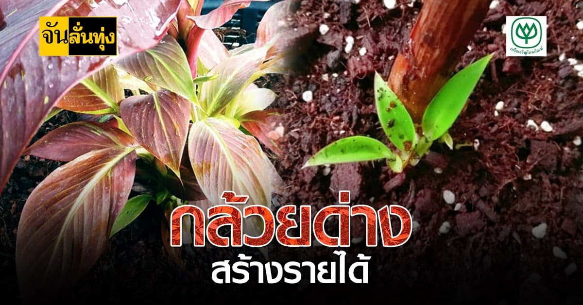 ปลูกกล้วยด่าง สร้างรายได้ ไม่สนคนว่าโง่