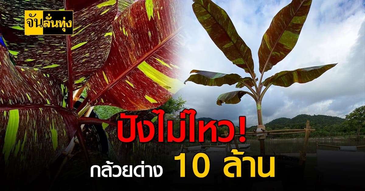 พุ่งไม่หยุด ฉุดไม่อยู่ ราคากล้วยด่างราคา 10 ล้าน