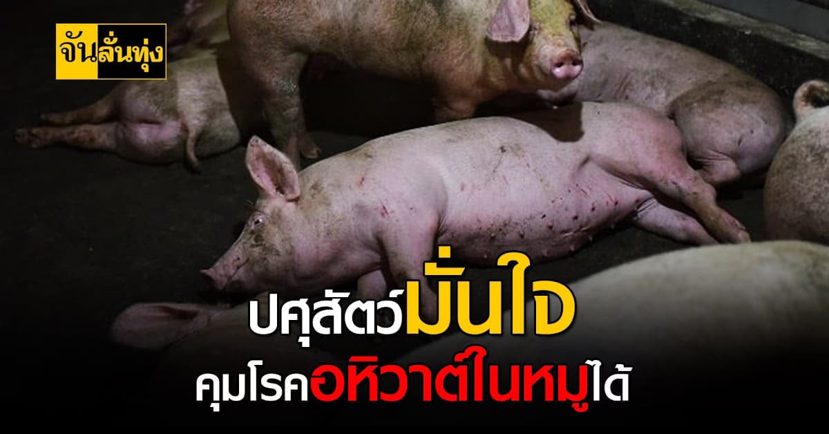อธิบดีกรมปศุสัตว์ มั่นใจคุมโรคอหิวาต์ในหมูได้