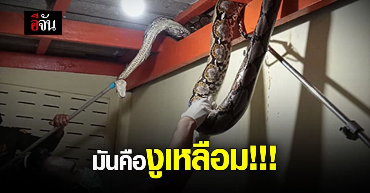 ช็อกไปเลย! สาวเจองูเหลือมตัวใหญ่ พันคานใต้หลังคา นึกว่าใครตากผ้า