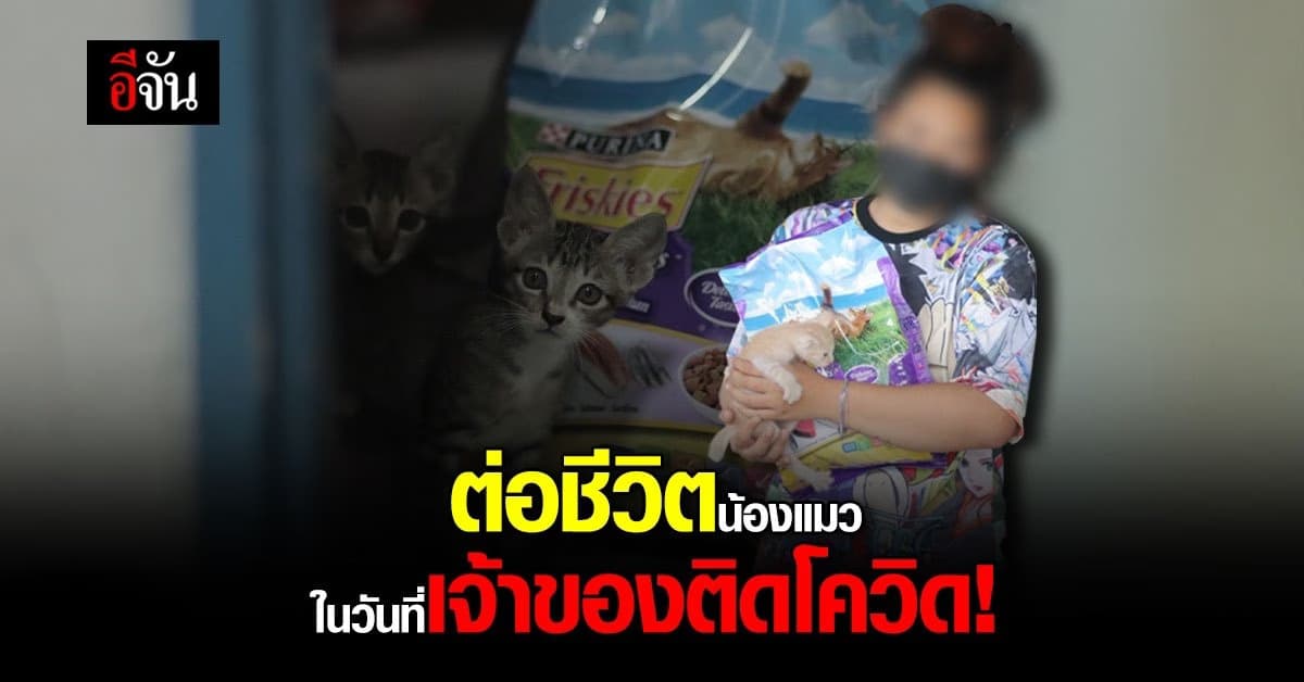 ในวันที่เจ้าของติดโควิด น้องแมวอีก 20 กว่าชีวิตต้องไม่อด