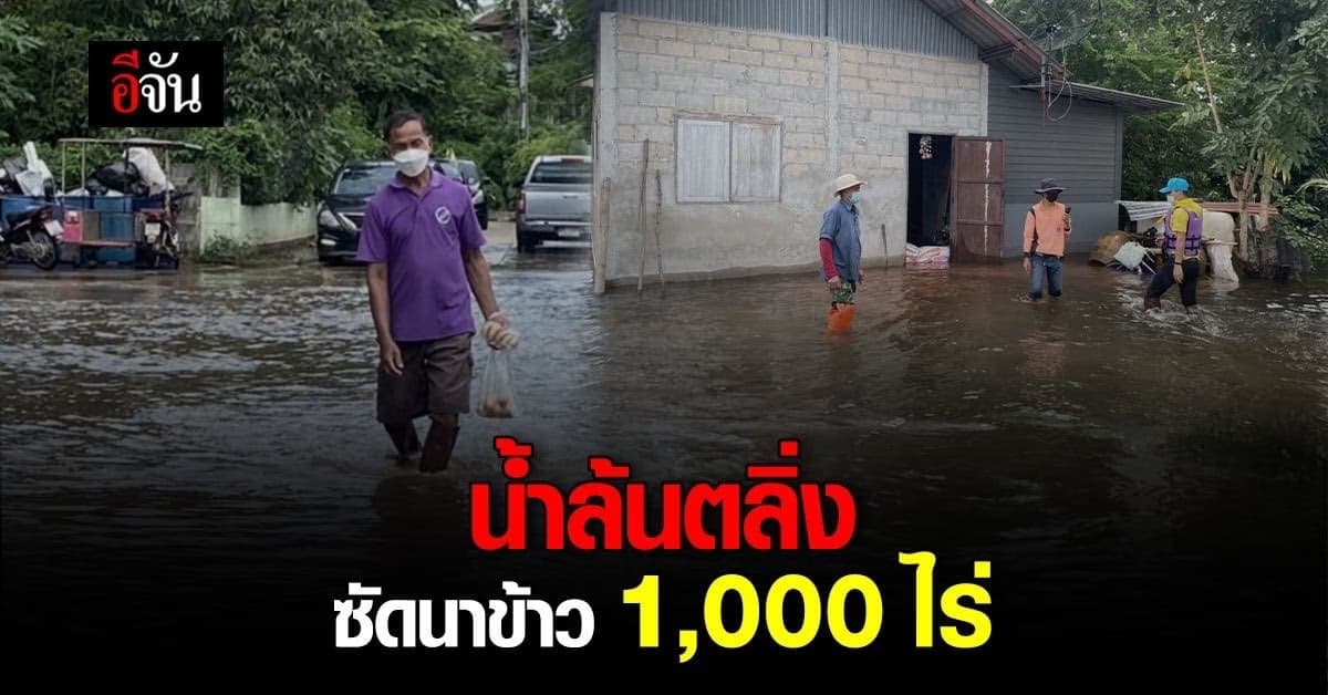 บ้านลำเชิงไกร โคราช น้ำล้นตลิ่งท่วมที่นาชาวบ้านกว่า 1,000 ไร่