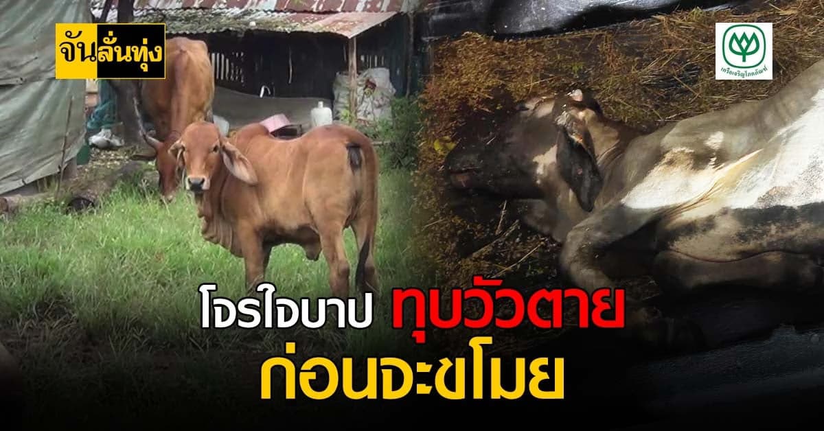 ทำกันได้! โจรใจบาป ทุบวัวตาย ก่อนพยายามขโมย