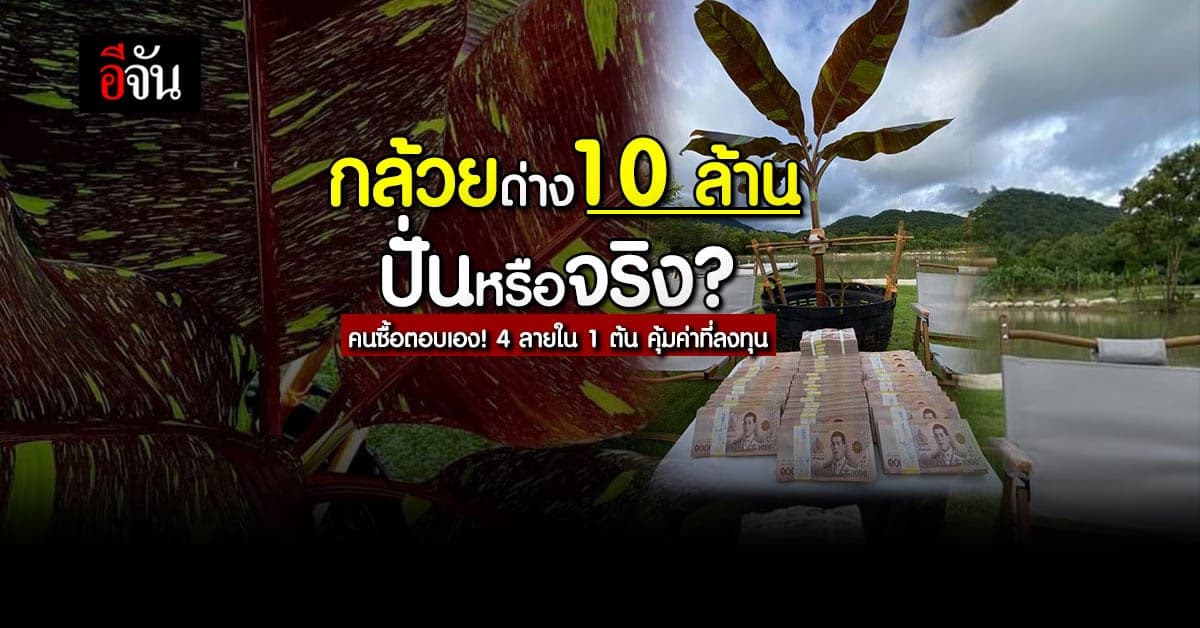 คนซื้อตอบชัด! กล้วยด่าง 10 ล้าน ปั่นหรือไม่ปั่น?