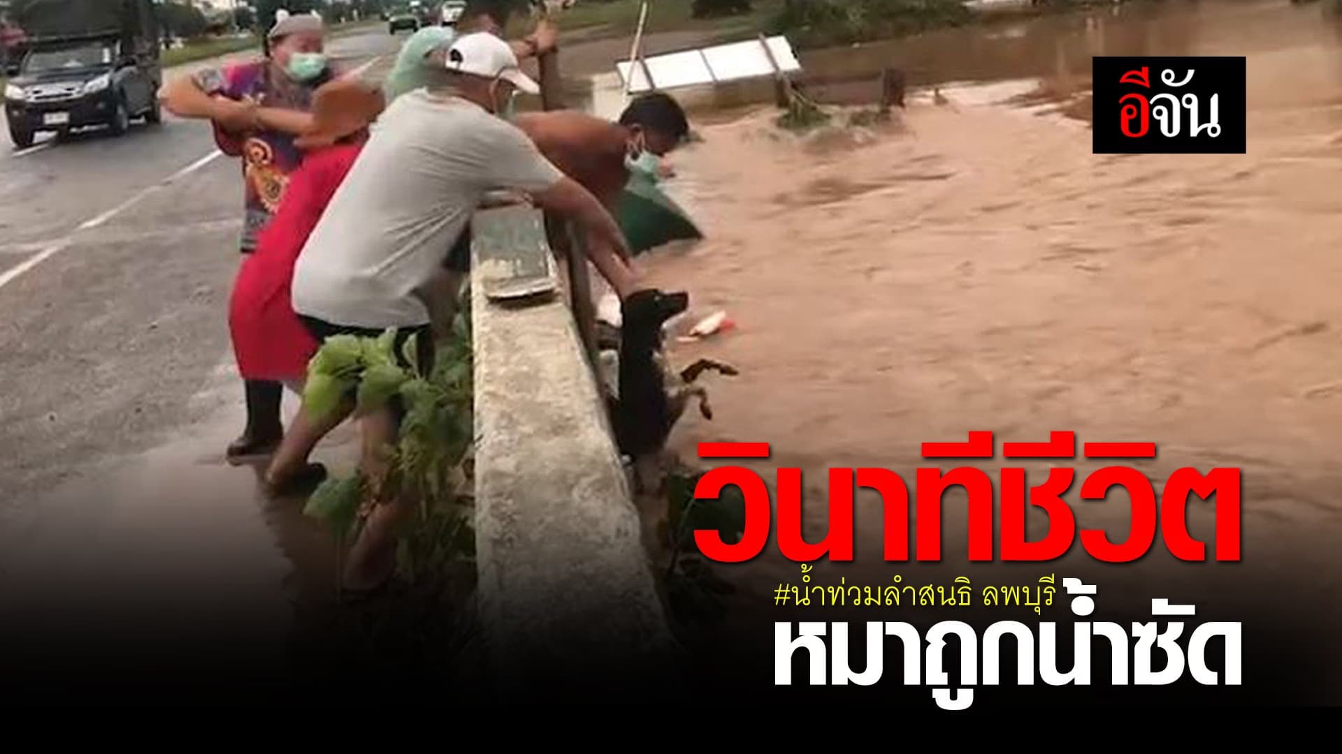 (Video) วินาทีชีวิต หมาถูกน้ำซัด