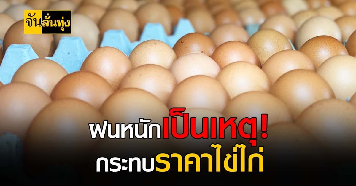 กรมปศุสัตว์เร่งขอความร่วมมือเกษตรกรส่งออก – ปลดไก่พยุงราคา