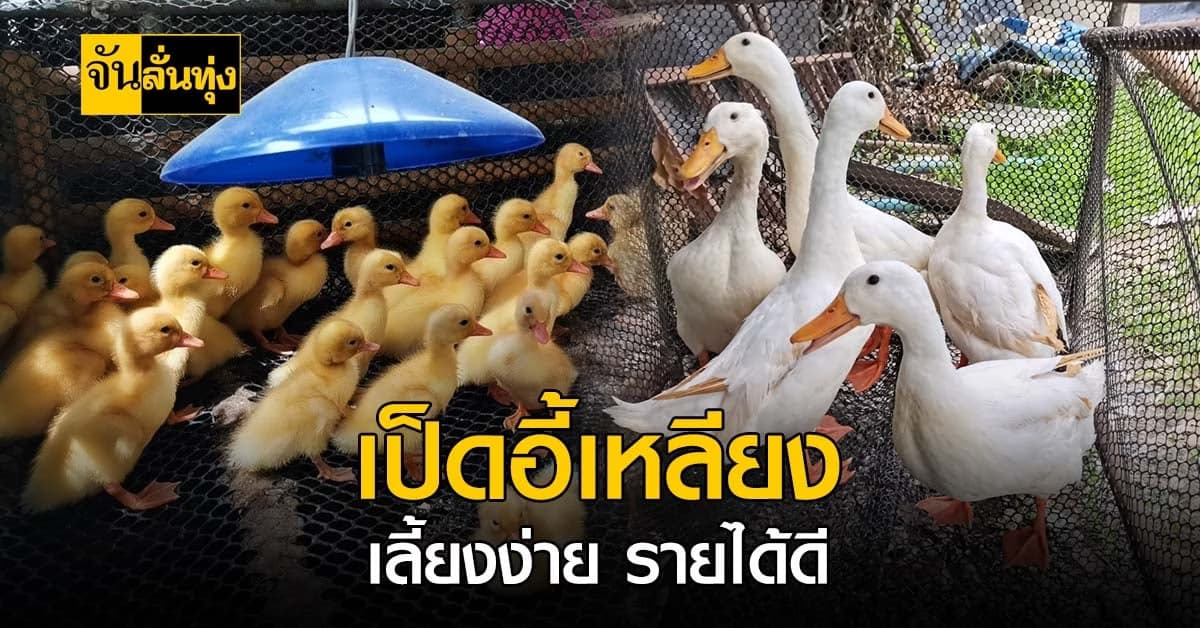 เป็ดอี้เหลียงสัตว์เศรษฐกิจ โตเร็วเนื้อนุ่มเลี้ยงง่ายไข่ดก!