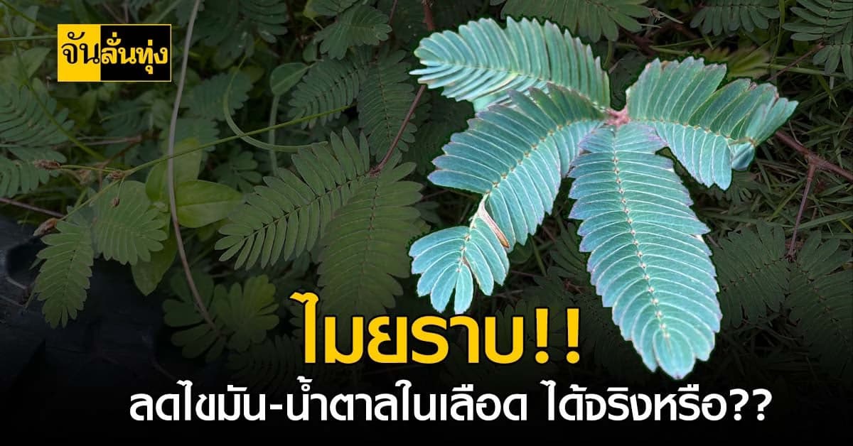 ใครว่าเป็นแค่วัชพืช! ไมยราบมีประโยชน์กว่าที่คุณคิด