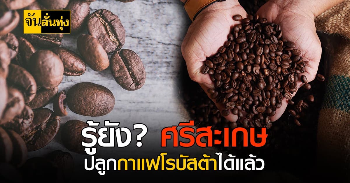 ศรีสะเกษเตรียมดัน กาแฟโรบัสต้า เป็น พืชแห่งอนาคต พร้อมขึ้น GI
