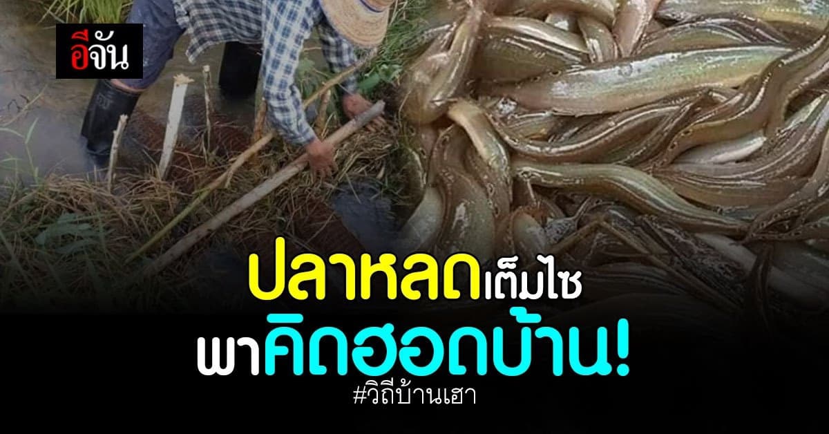 หน้าทำนา ปลาหลดเต็มไซ กลิ่นไอความบ้านๆ ย้ำหัวใจ