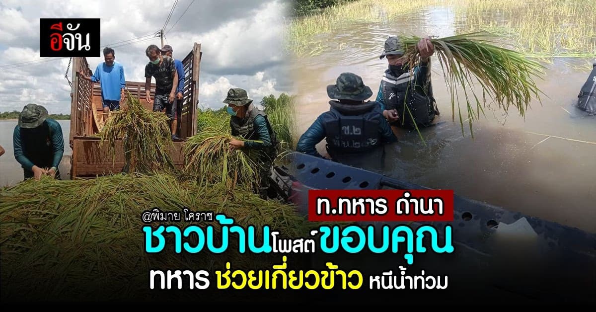 ชาวพิมาย โคราช ขอบคุณทหาร ช่วยเกี่ยวข้าว หนีน้ำท่วม