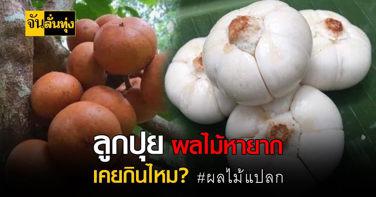 ลูกปุย หรือเรียกอีกอย่างว่า ลังแข ผลไม้ป่าเมืองใต้ หนึ่งปีมีครั้งเดียว
