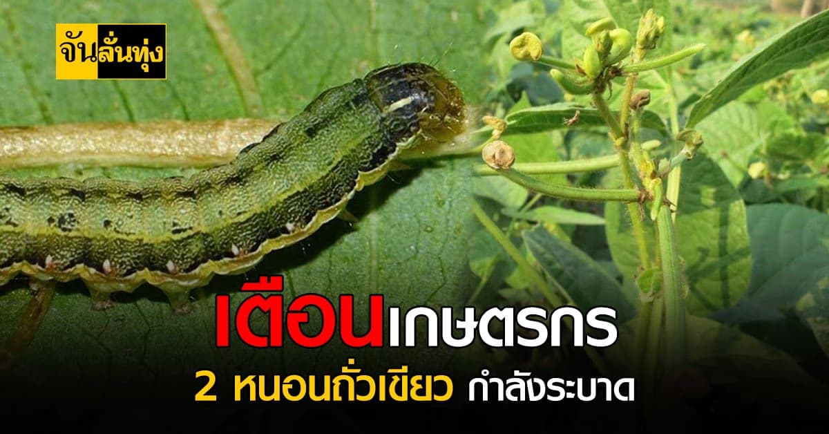 เร่งกำจัด 2 หนอนตัวร้าย บุกทำลายผู้ปลูกถั่วเขียว ช่วงฝนตกหนัก