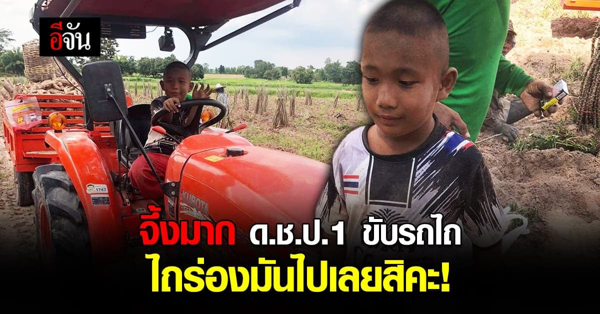 เด็ก ป.1 เรียนไม่ถนัด ขอเอาดีด้านอื่น ขับรถไถ ช่วยปู่ไถร่องมัน