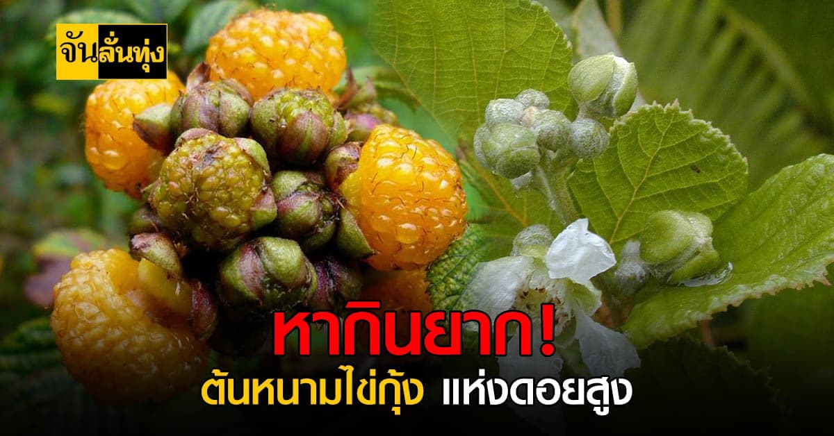 ทำความรู้จัก ต้นหนามไข่กุ้ง ผลไม้ป่ารสเลิศหากินยาก