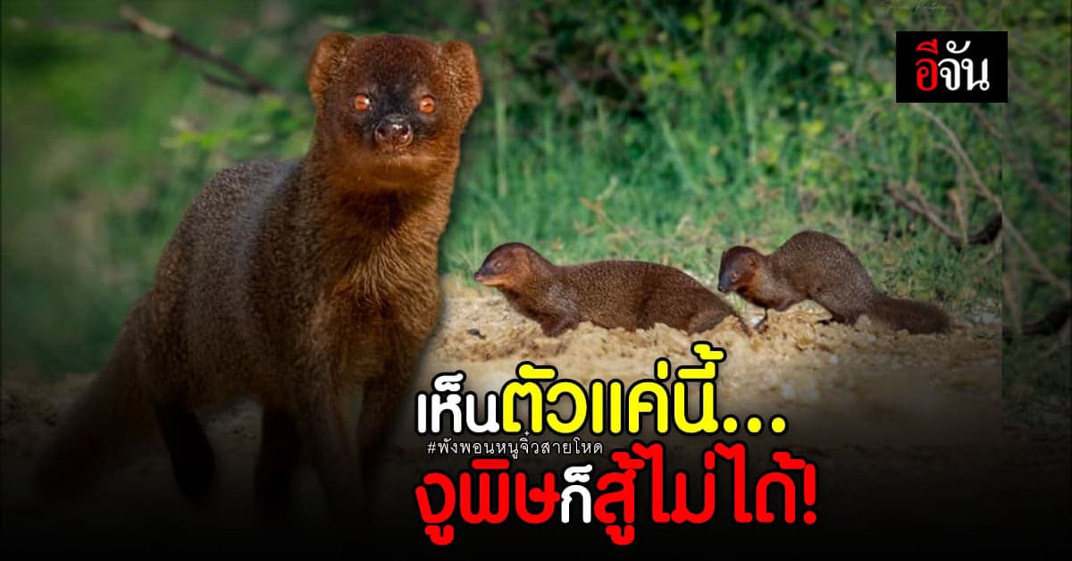 ภาพพิฆาตความรู้สึก พังพอนตัวจิ๋ว กับความเก่งกาจเกินตัว