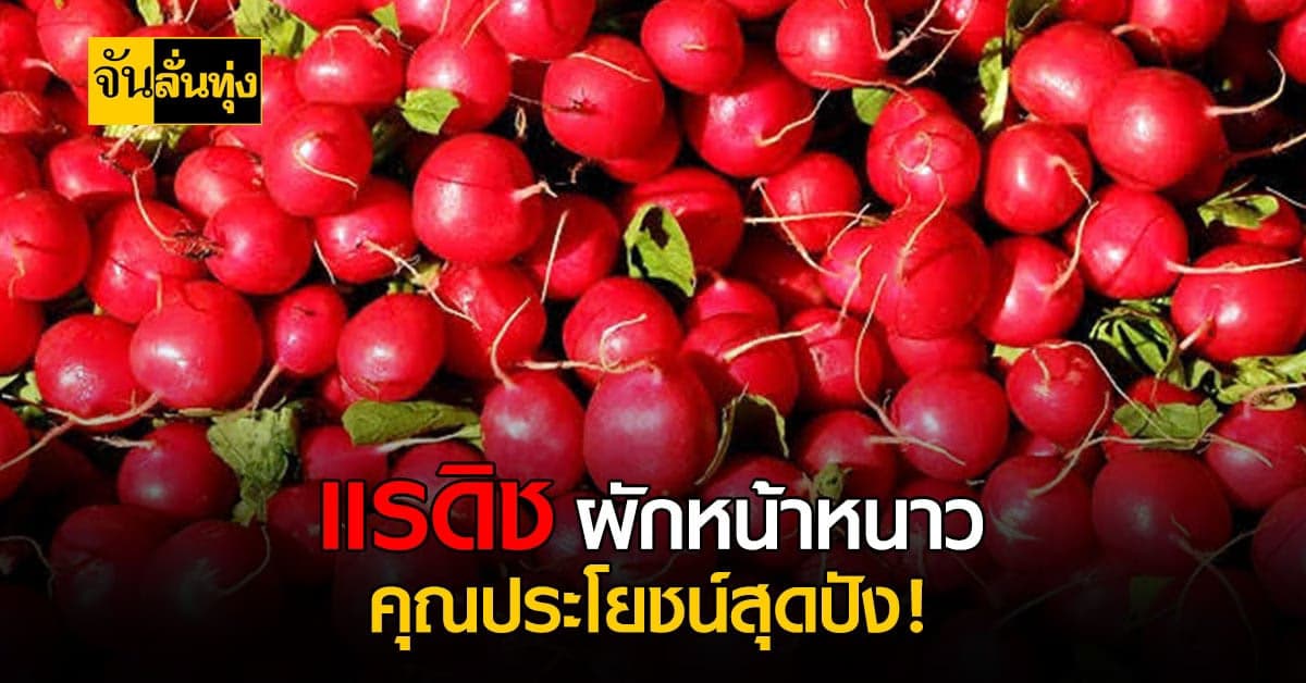 เคยกินหรือเปล่า แรดิช ผักเมืองหนาว แต่รสชาติสุดเผ็ดร้อน