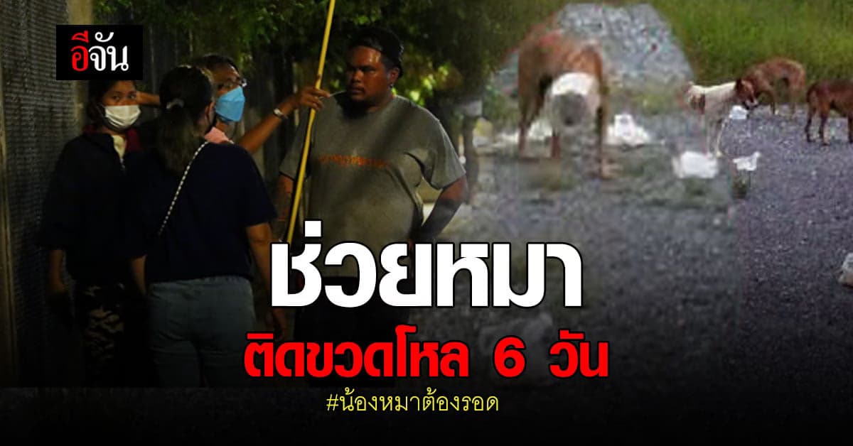 น้องหมาต้องรอด กู้ภัยเร่งช่วย หมาหัวติดขวดโหลนาน 6 วัน