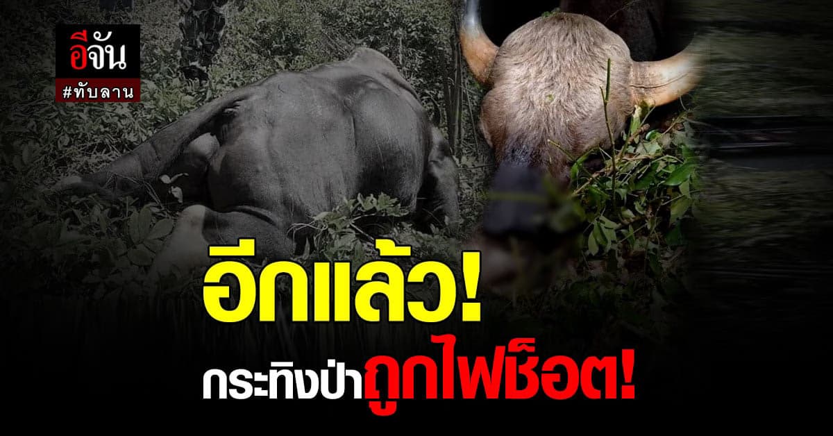 สลด กระทิงป่า อช.ทับลาน ถูกไฟช็อต ดับคาเขาไฟฟ้า