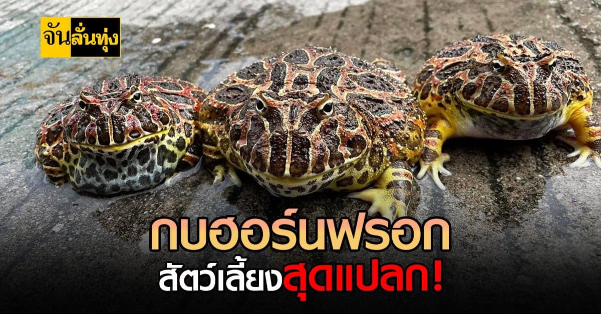 กบฮอร์นฟรอก สัตว์เลี้ยงสุดแปลก แต่สร้างรายได้สุดว้าว